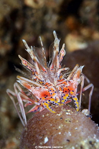 Zebra crab
Nikon D800E , 105 micro Nikon, twin strobo
G... by Marchione Giacomo 